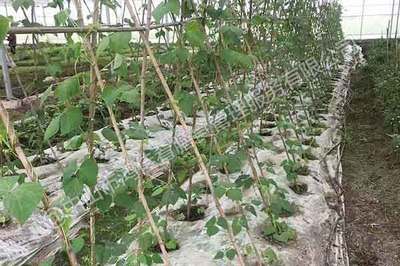 佛山工厂蔬菜食材配送公司 新鲜蔬菜，用心守护每一餐