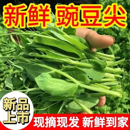 贵州高山豌豆尖 从露珠到火锅的脆嫩之旅
