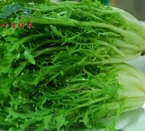 苦菊新语 那一抹清新微苦，是沙拉里的灵魂配角